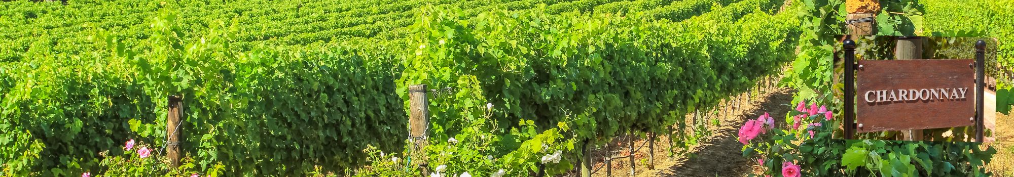 Le Riche Wines - Chardonnay