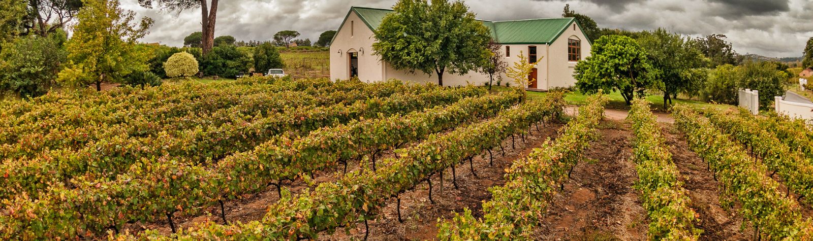 Cabernet Sauvigon Südafrika Reben Le Riche Wines