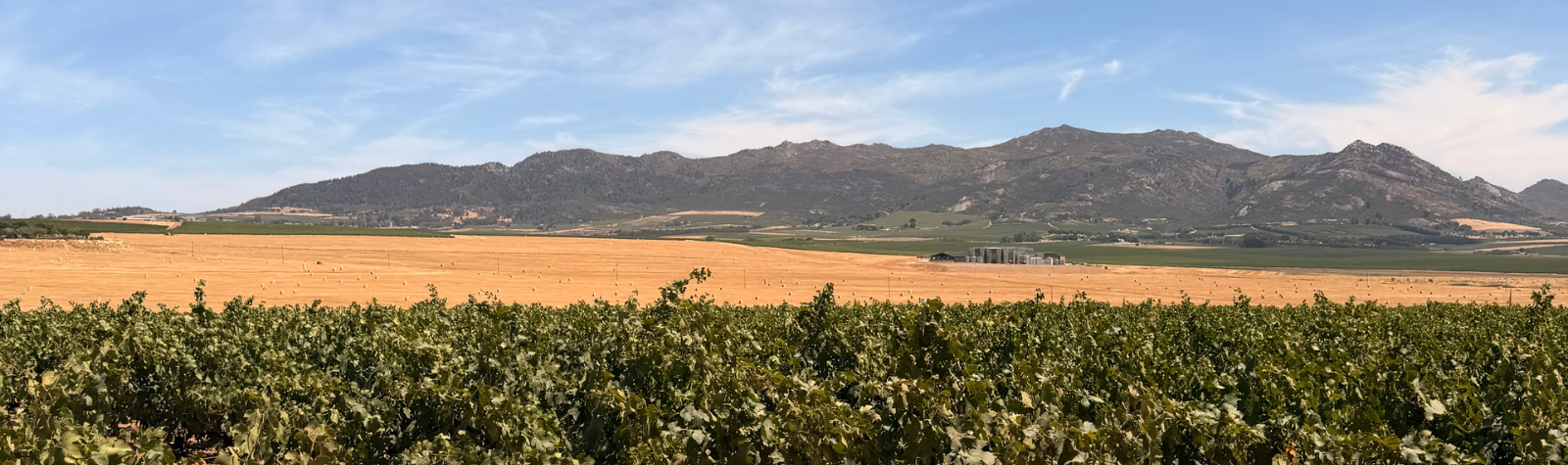 Leeuwenkuil Family Vineyards